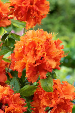 Azalia wielkokwiatowa 'Gibraltar' | Rhoddendron