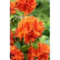 Azalia wielkokwiatowa 'Gibraltar' | Rhoddendron