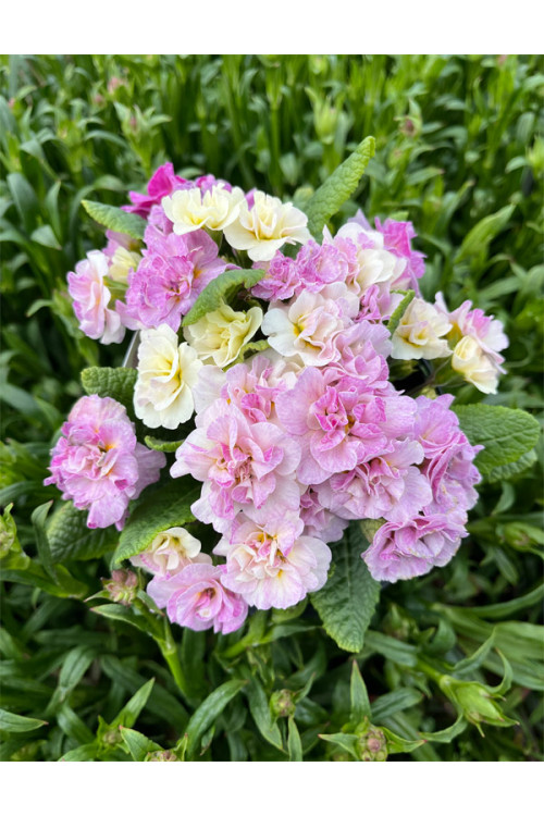 Pierwiosnek 'Belarina® Pink Champagne' | Primula