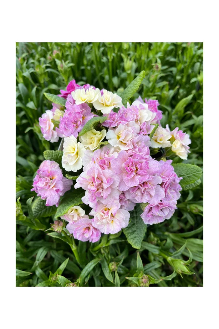 Pierwiosnek 'Belarina® Pink Champagne' | Primula