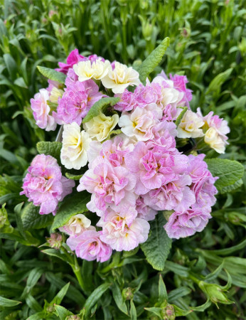 Pierwiosnek 'Belarina® Pink Champagne' | Primula