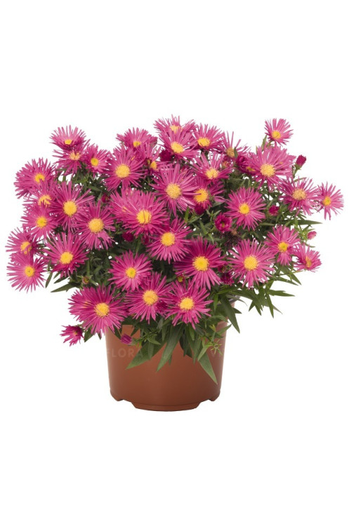 Aster krzaczasty 'Island Bahamas' | Aster dumosus