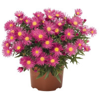 Aster krzaczasty 'Island Bahamas' | Aster dumosus