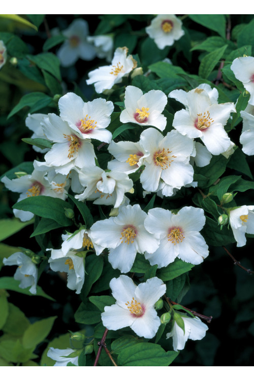 jaśminowiec, jaśminowiec wonny, jaśminowiec Albatre, Philadelphus