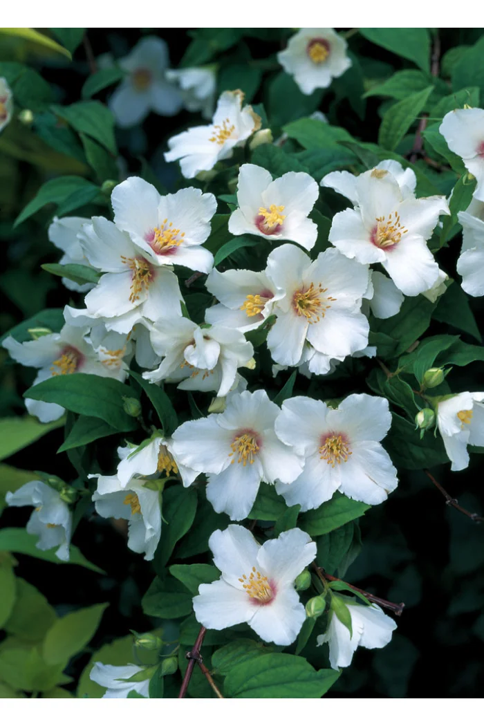 jaśminowiec, jaśminowiec wonny, jaśminowiec Albatre, Philadelphus