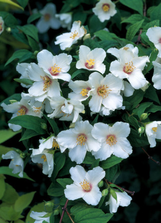 jaśminowiec, jaśminowiec wonny, jaśminowiec Albatre, Philadelphus