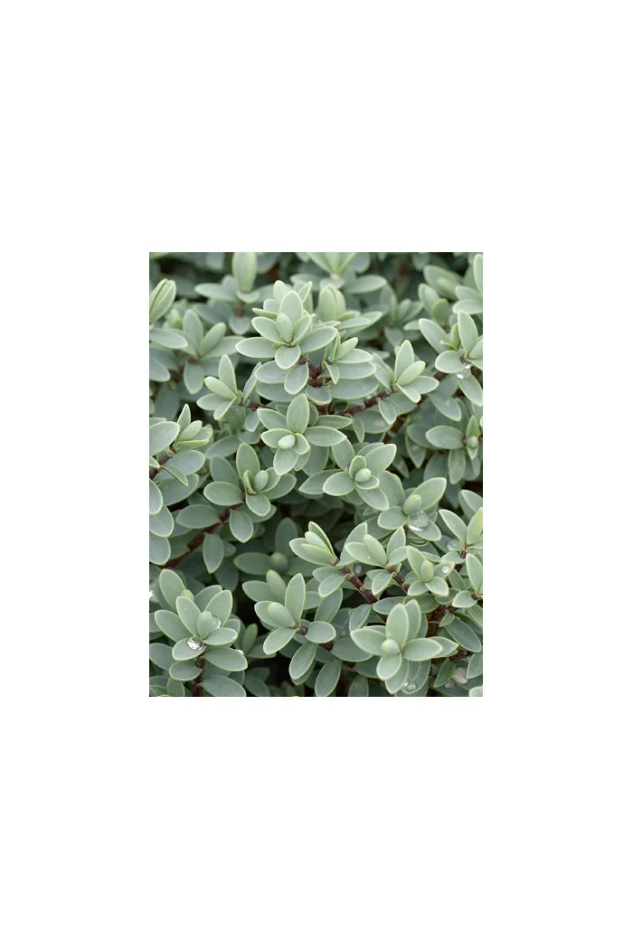 Hebe mięsiste Hebe Hebe carnosula