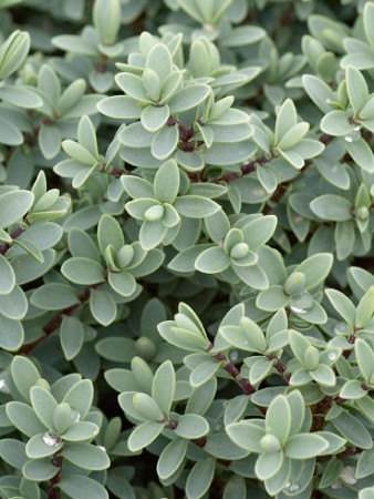 Hebe mięsiste Hebe Hebe carnosula