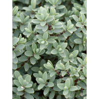 Hebe mięsiste Hebe Hebe carnosula