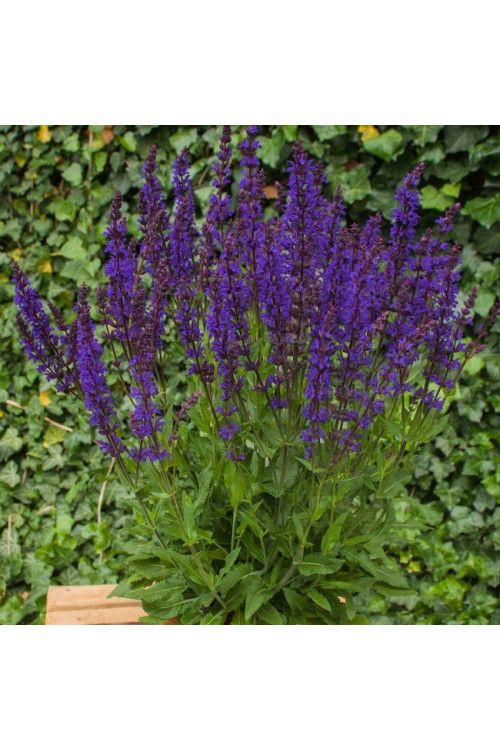 Szałwia omszona 'Night Field' | Salvia nemorosa