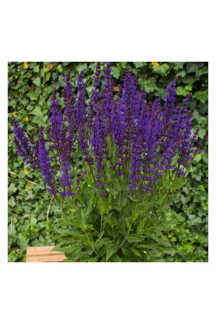 Szałwia omszona 'Night Field' | Salvia nemorosa