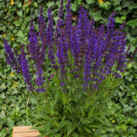 Szałwia omszona 'Night Field' | Salvia nemorosa
