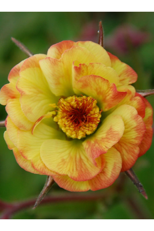 Kuklik 'Tequila Sunrise' | Geum