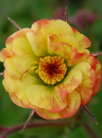 Kuklik 'Tequila Sunrise' | Geum
