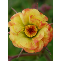 Kuklik 'Tequila Sunrise' | Geum