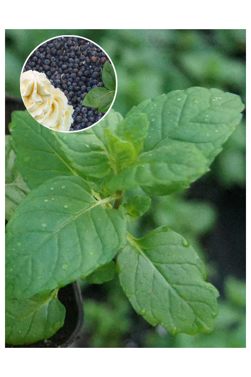 Mięta jagodowo-śmietankowa Mentha 'Berries & Cream'