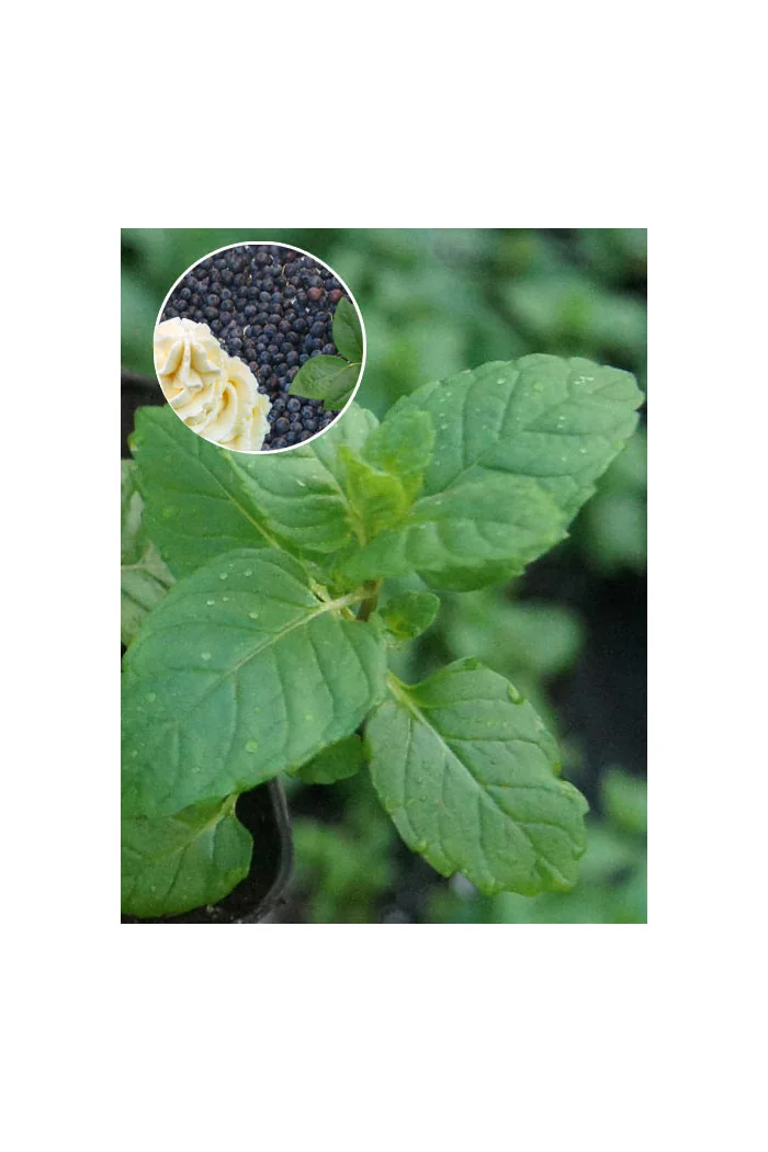 Mięta jagodowo-śmietankowa Mentha 'Berries & Cream'