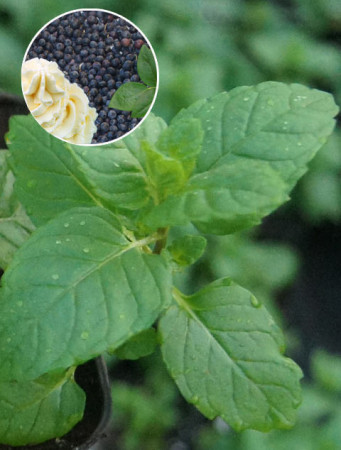 Mięta jagodowo-śmietankowa Mentha 'Berries & Cream'