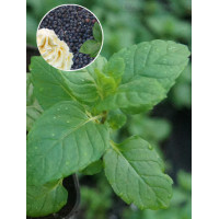 Mięta jagodowo-śmietankowa Mentha 'Berries & Cream'