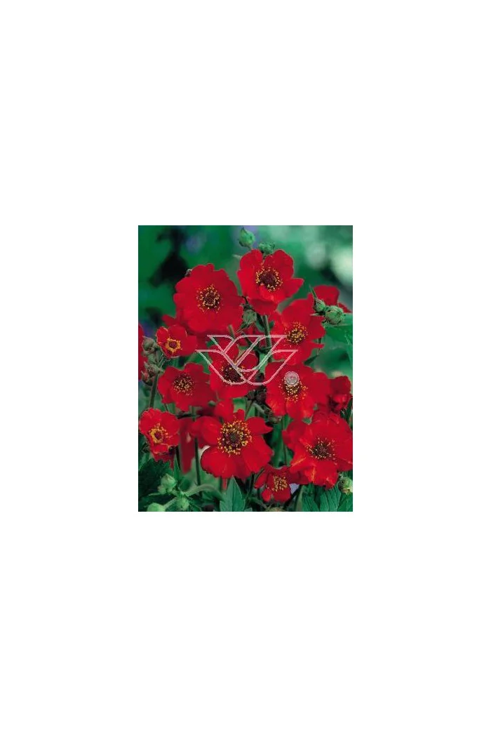 Kuklik chilijski 'Feuerball' | Geum chiloense