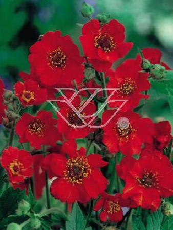 Kuklik chilijski 'Feuerball' | Geum chiloense