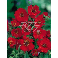 Kuklik chilijski 'Feuerball' | Geum chiloense