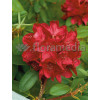 Różanecznik 'Franscesca' Rhododendron