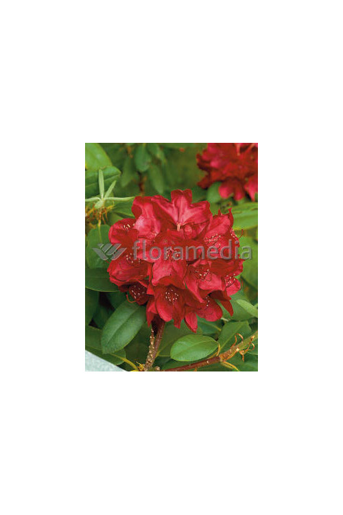 Różanecznik 'Franscesca' Rhododendron