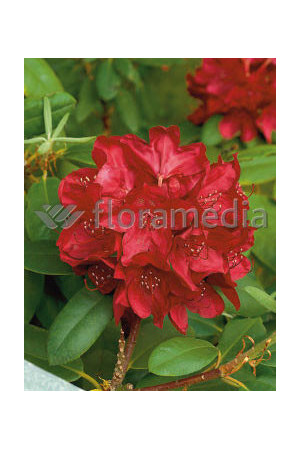 Różanecznik 'Franscesca' Rhododendron