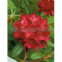 Różanecznik 'Franscesca' Rhododendron