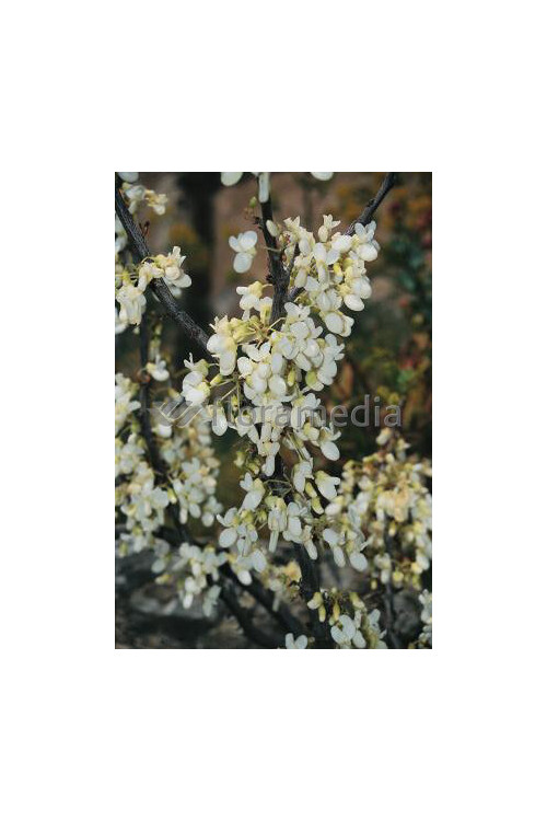 Judaszowiec chiński 'Shirobana' Cercis chinensis