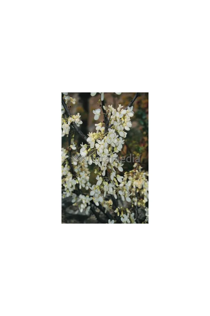 Judaszowiec chiński 'Shirobana' Cercis chinensis