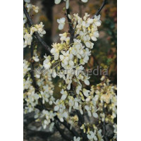 Judaszowiec chiński 'Shirobana' Cercis chinensis