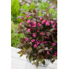 Krzewuszka cudowna 'Minor Black' | Weigela florida