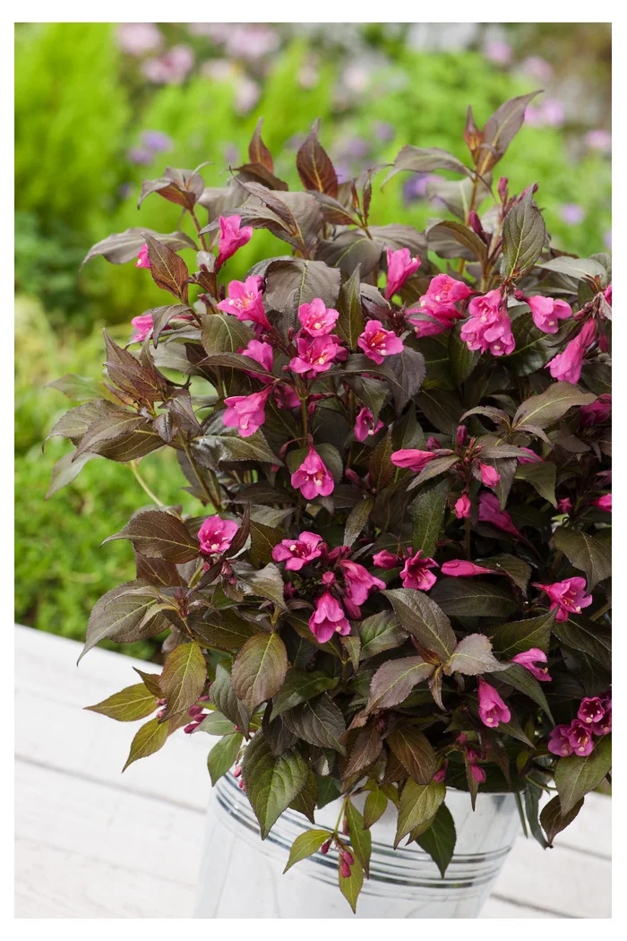 Krzewuszka cudowna 'Minor Black' | Weigela florida