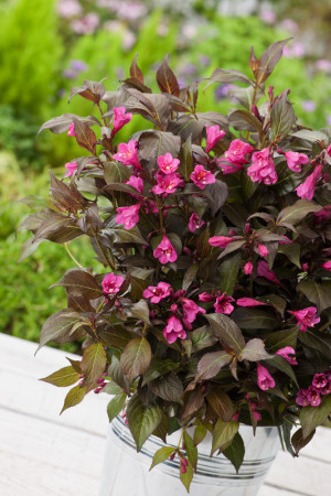 Krzewuszka cudowna 'Minor Black' | Weigela florida