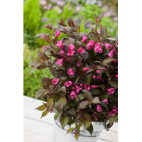 Krzewuszka cudowna 'Minor Black' | Weigela florida