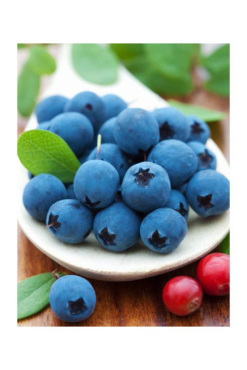 Borówka wysoka (amerykańska) 'Eljot' (B. PÓŻNA) Vaccinium corymbosum