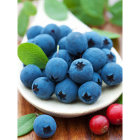 Borówka wysoka (amerykańska) 'Eljot' (B. PÓŻNA) Vaccinium corymbosum