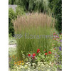 Trzcinnik ostrokwiatowy 'Karl Foerster' | Calamagrostis x acutiflora