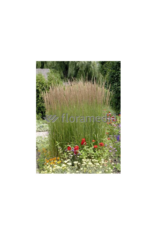 Trzcinnik ostrokwiatowy 'Karl Foerster' | Calamagrostis x acutiflora