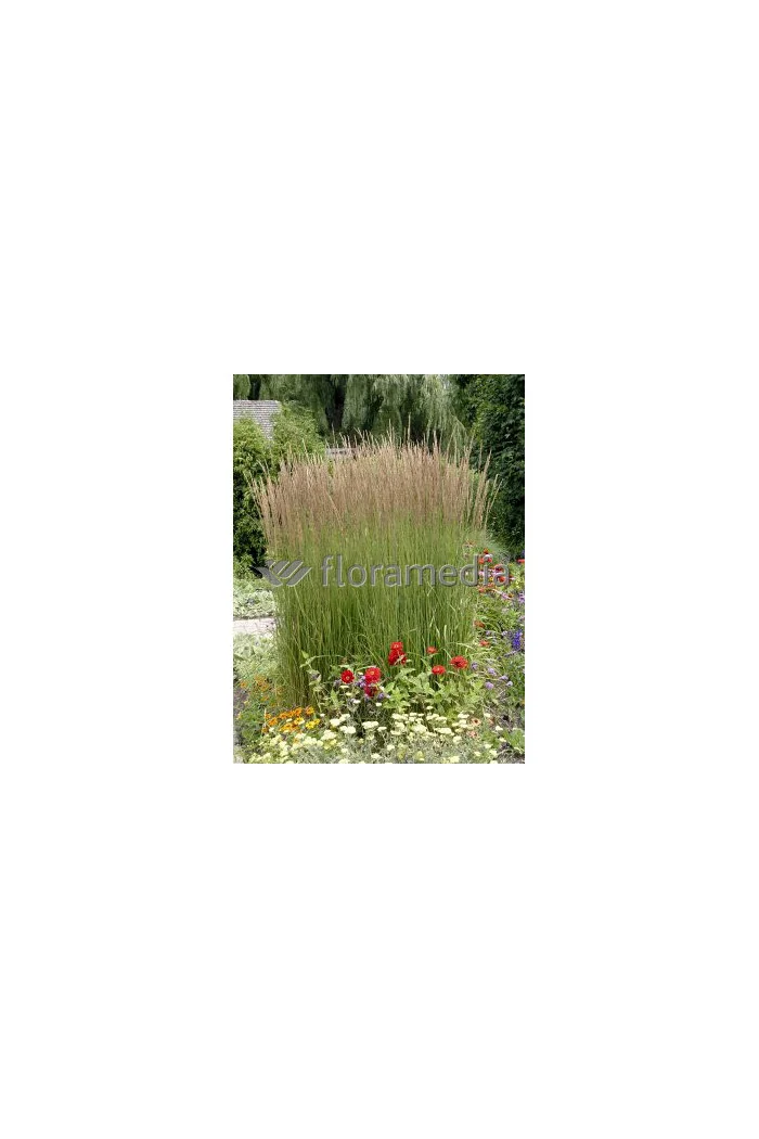 Trzcinnik ostrokwiatowy 'Karl Foerster' | Calamagrostis x acutiflora