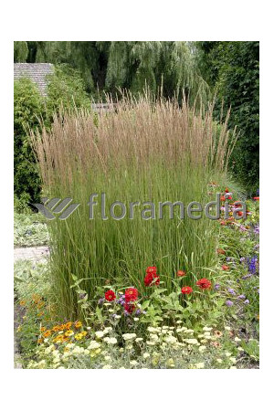 Trzcinnik ostrokwiatowy 'Karl Foerster' | Calamagrostis x acutiflora