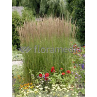 Trzcinnik ostrokwiatowy 'Karl Foerster' | Calamagrostis x acutiflora