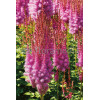 Tawułka chińska 'Purpurlanze' Astilbe Astilbe chinensis var. taquetii