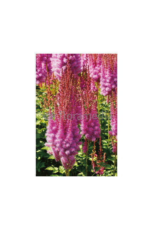 Tawułka chińska 'Purpurlanze' Astilbe Astilbe chinensis var. taquetii