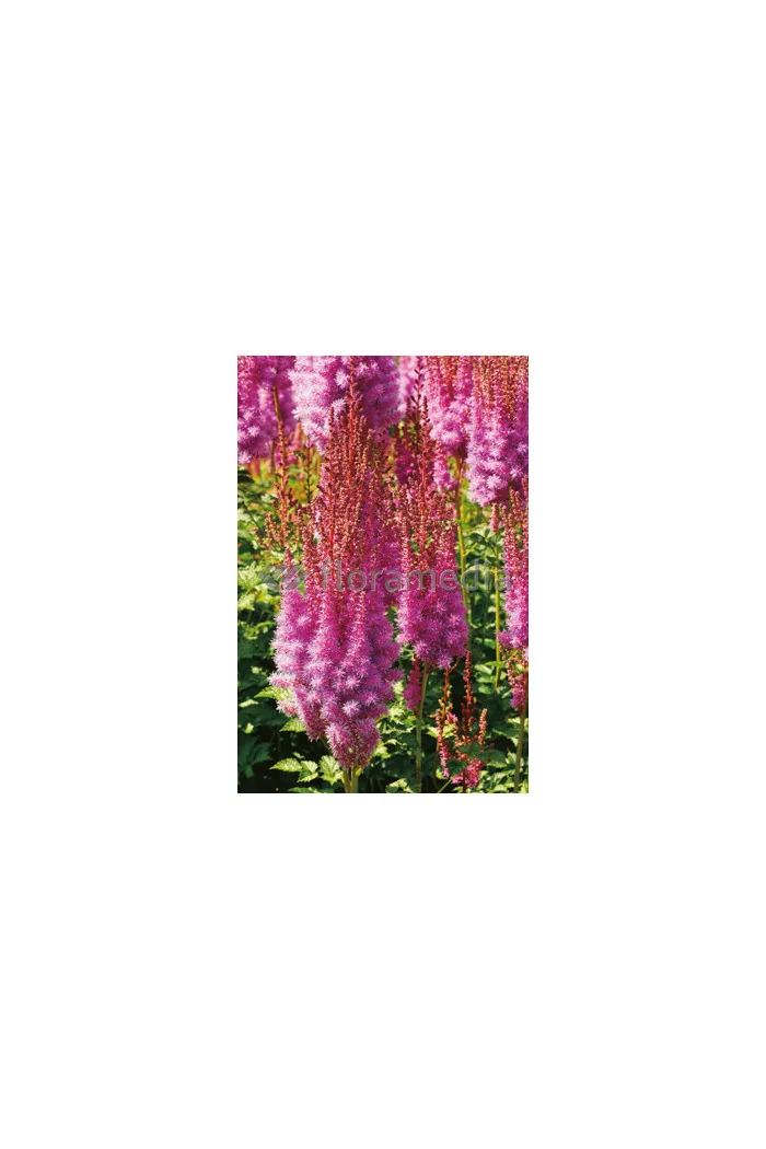 Tawułka chińska 'Purpurlanze' Astilbe Astilbe chinensis var. taquetii