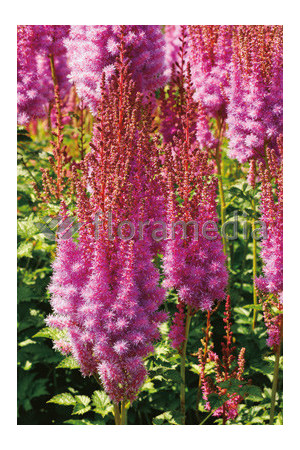 Tawułka chińska 'Purpurlanze' Astilbe Astilbe chinensis var. taquetii
