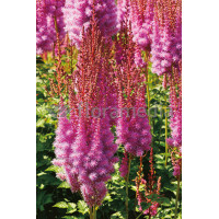 Tawułka chińska 'Purpurlanze' Astilbe Astilbe chinensis var. taquetii