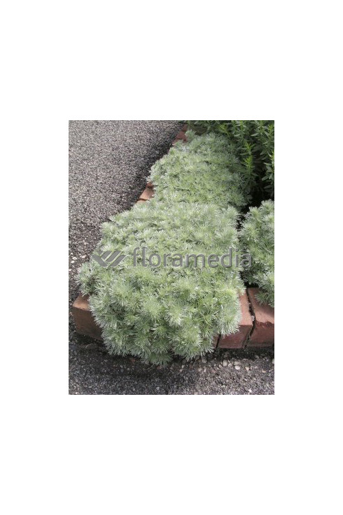 Bylica Schmidta 'Silver Mound'| Artemisia schmidtiana